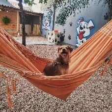 Cachorro brincando na rede